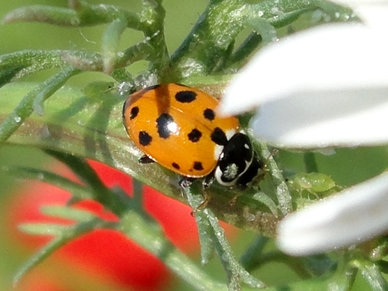 Hippodamia sp.